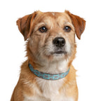 Clip-On Dog Collar — Teal 'Dogs' Pattern