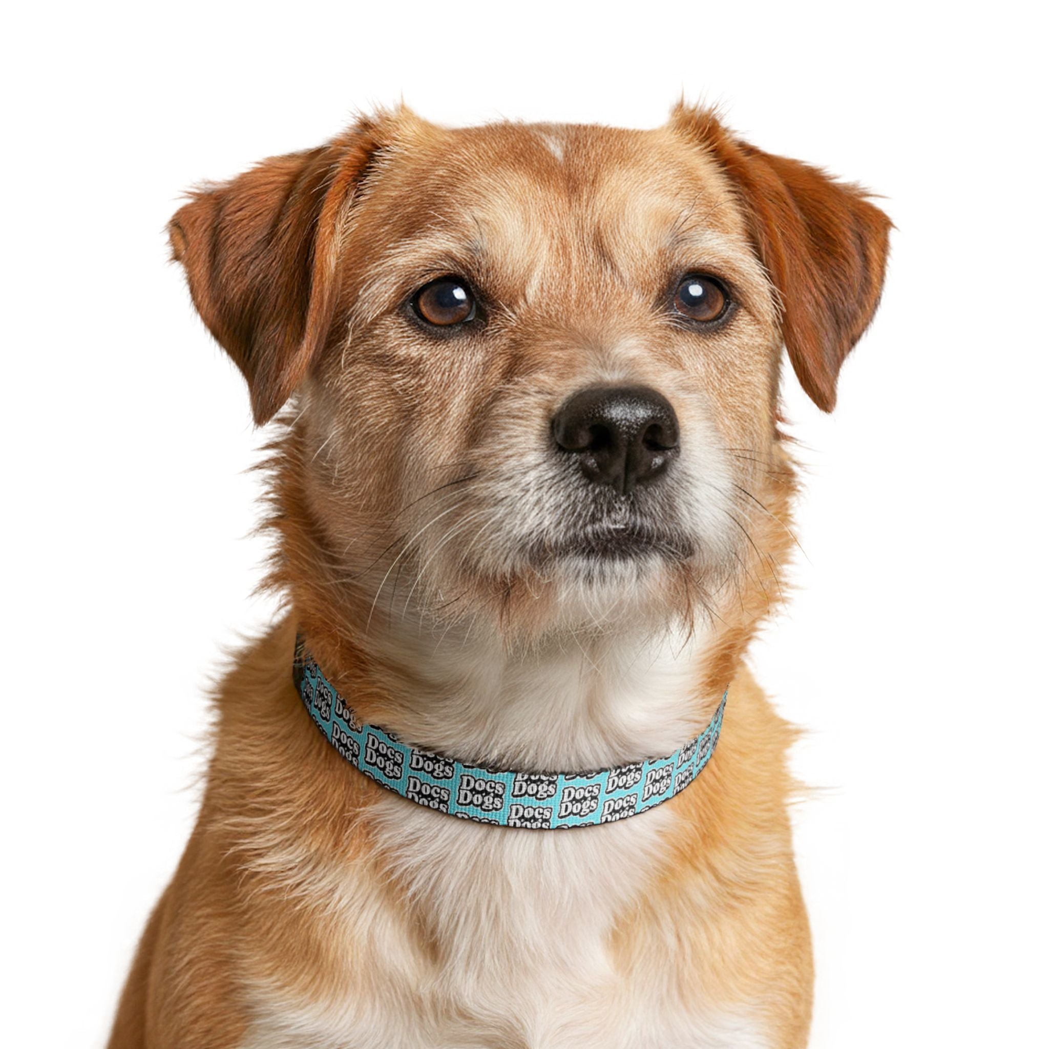 Clip-On Dog Collar — Teal 'Dogs' Pattern