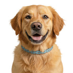 Clip-On Dog Collar — Teal 'Dogs' Pattern