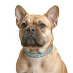 Clip-On Dog Collar — Teal 'Dogs' Pattern