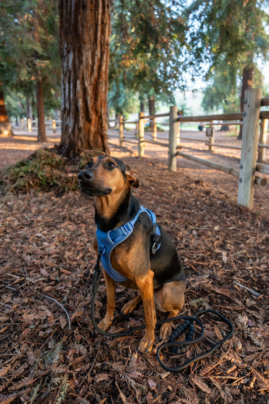 Lycra double-padded Harness