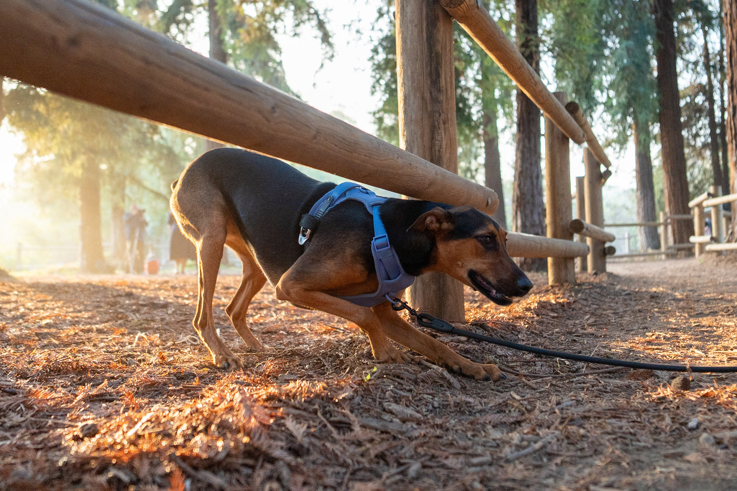 Lycra double-padded Harness