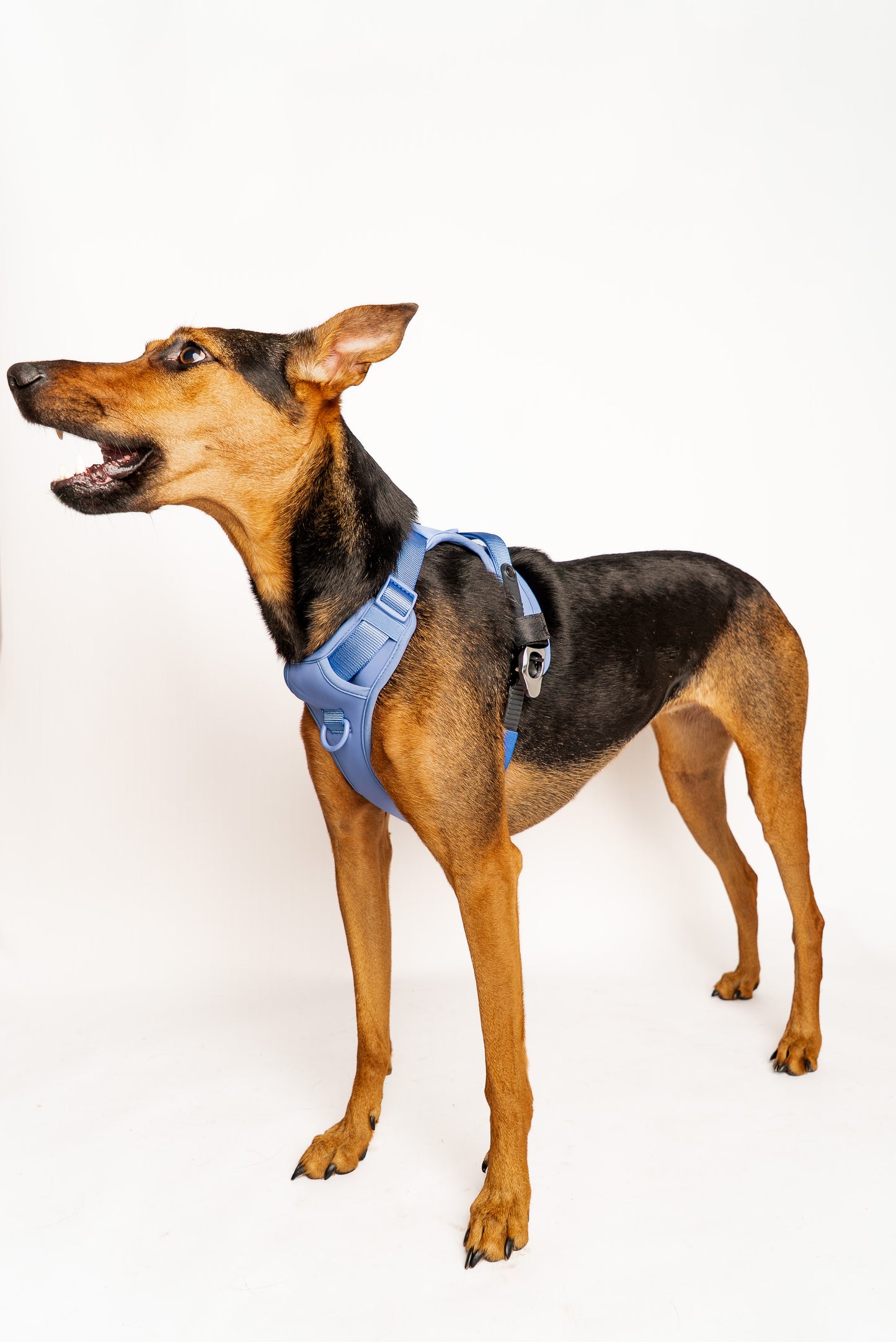 Lycra double-padded Harness