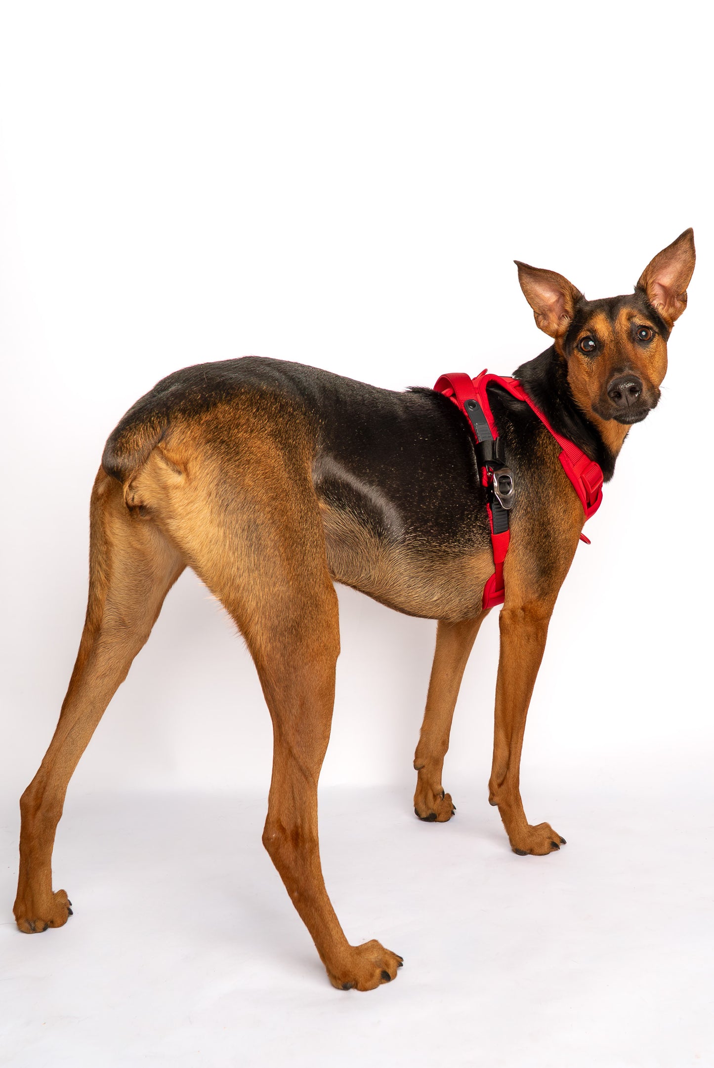 Lycra double-padded Harness