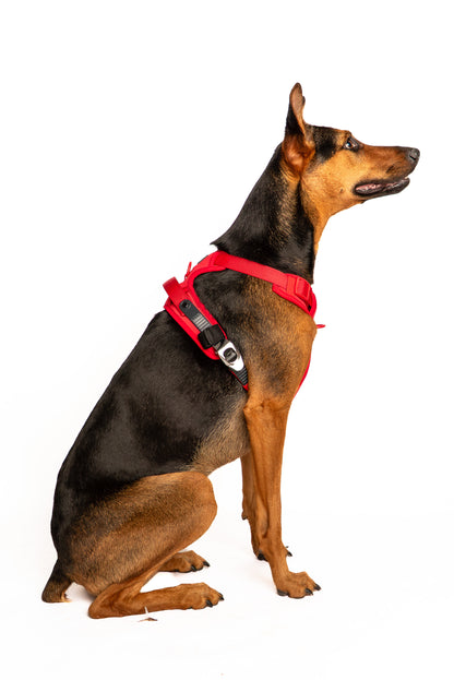 Lycra double-padded Harness